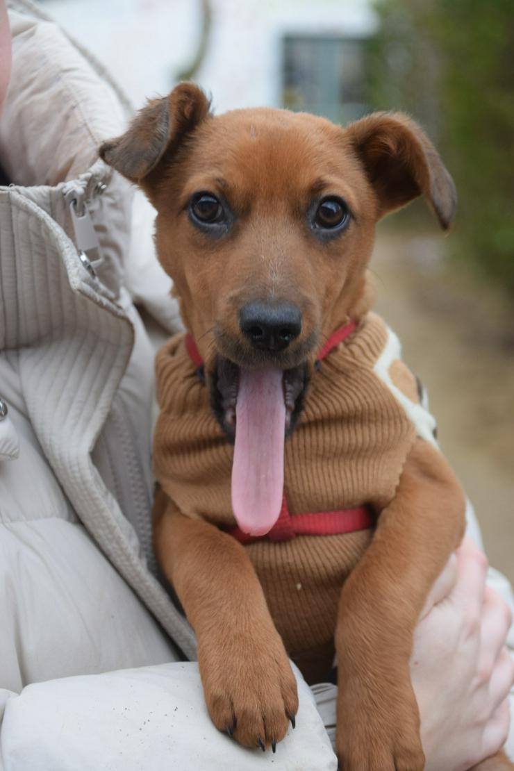 Bild 5: Hündin Latte ist ein bezaubernder Mischling.