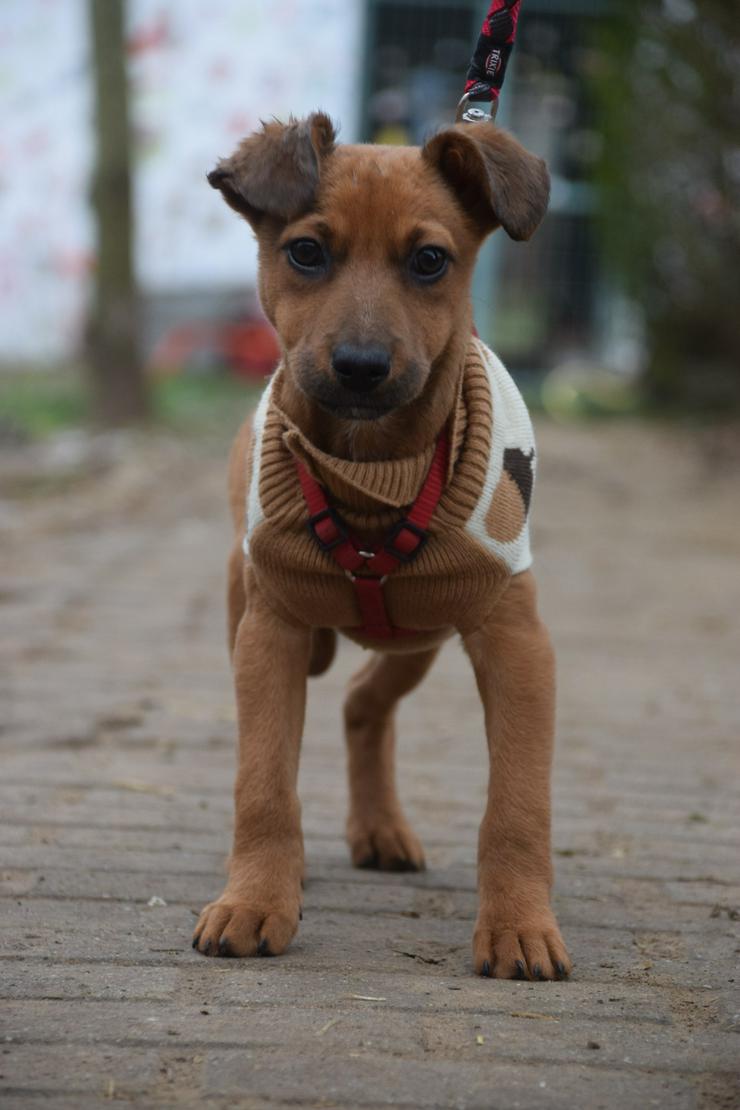 Hündin Latte ist ein bezaubernder Mischling.