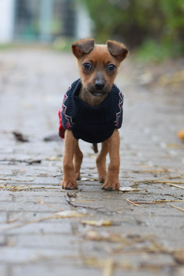 Bild 10: Hündin Latte ist ein bezaubernder Mischling.
