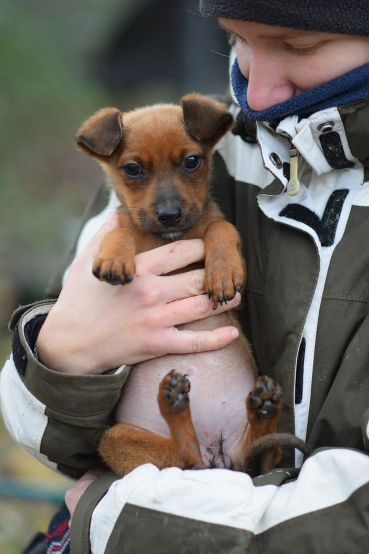 Bild 13: Hündin Latte ist ein bezaubernder Mischling.