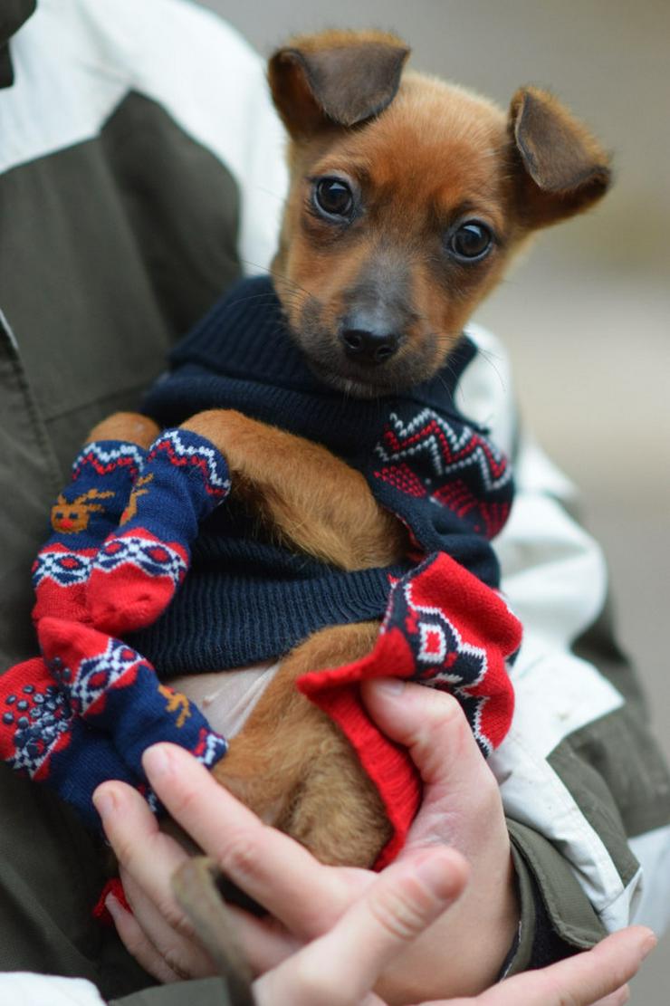 Bild 12: Hündin Latte ist ein bezaubernder Mischling.