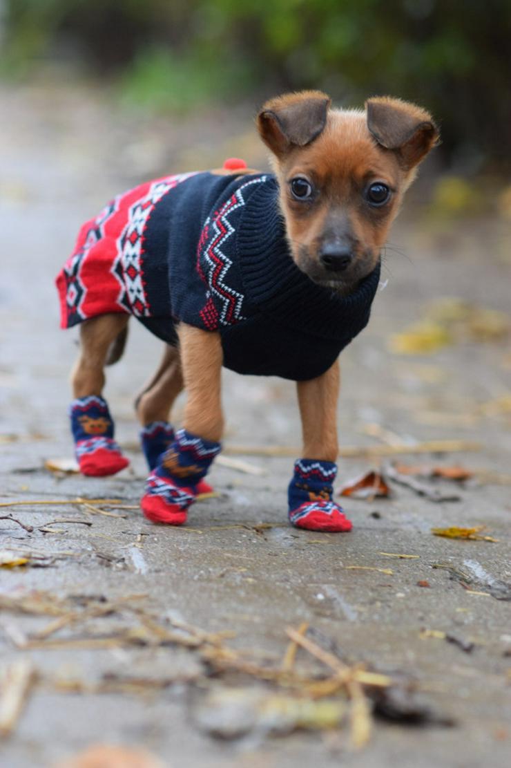 Bild 9: Hündin Latte ist ein bezaubernder Mischling.