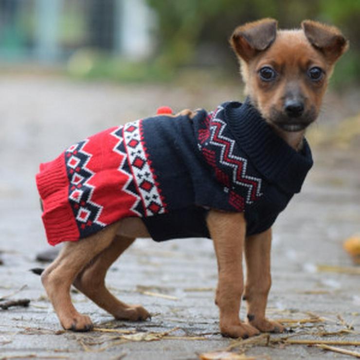 Bild 15: Hündin Latte ist ein bezaubernder Mischling.