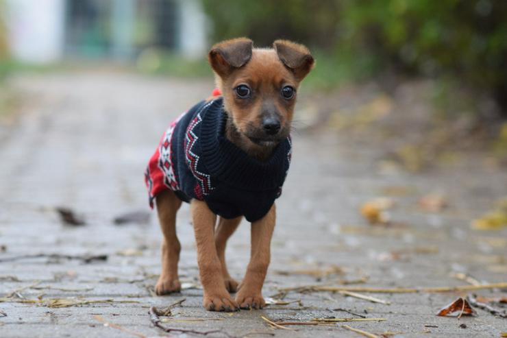 Bild 7: Hündin Latte ist ein bezaubernder Mischling.