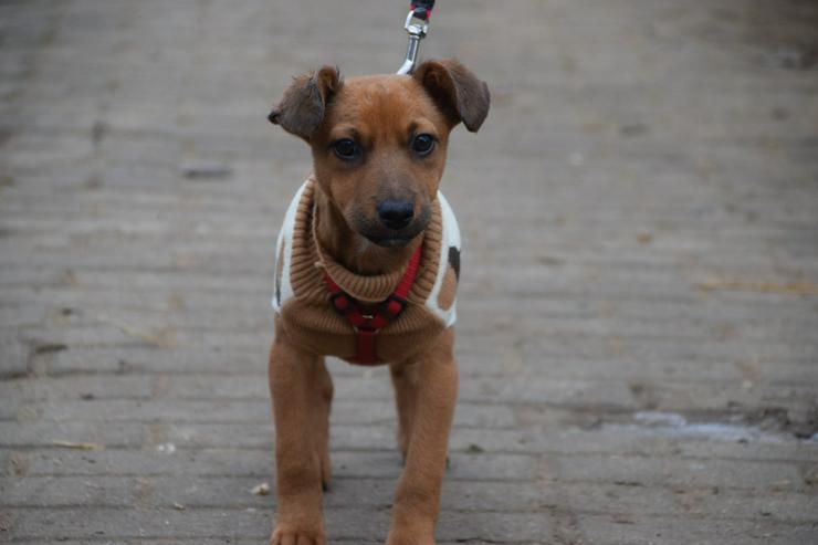 Bild 2: Hündin Latte ist ein bezaubernder Mischling.