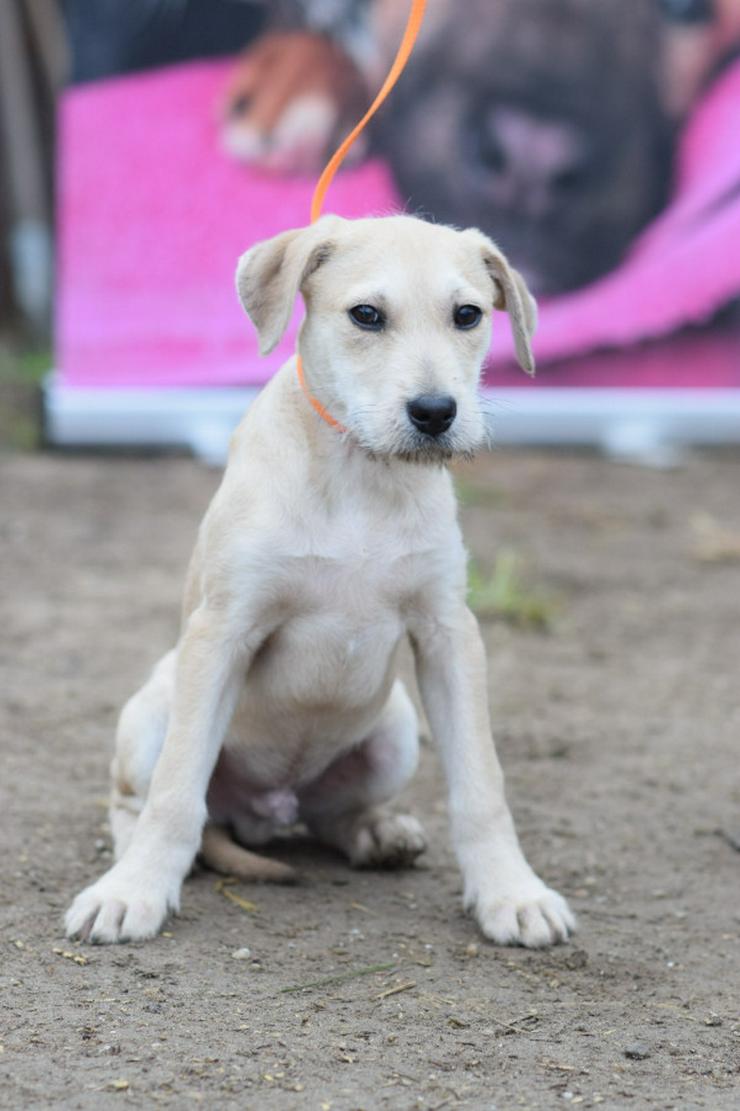 Bild 4: Lim ist freundlich mit Kindern und versteht sich gut mit anderen Hunden.