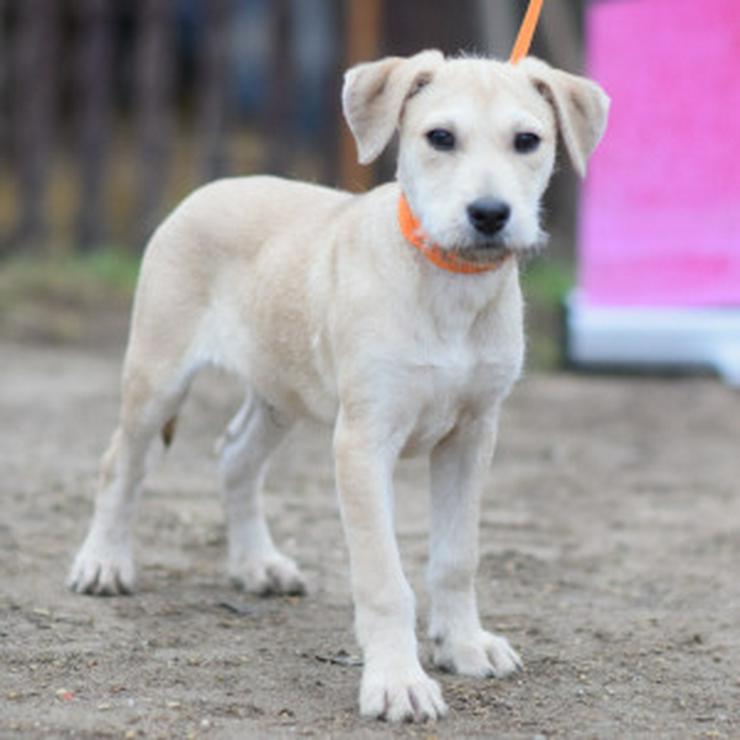 Bild 12: Lim ist freundlich mit Kindern und versteht sich gut mit anderen Hunden.