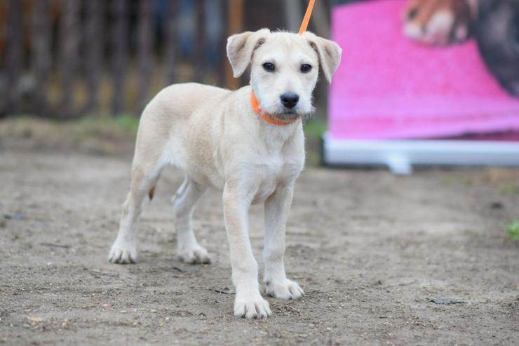 Bild 2: Lim ist freundlich mit Kindern und versteht sich gut mit anderen Hunden.