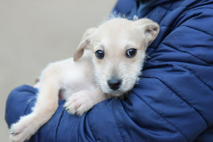 Bild 9: Lim ist freundlich mit Kindern und versteht sich gut mit anderen Hunden.