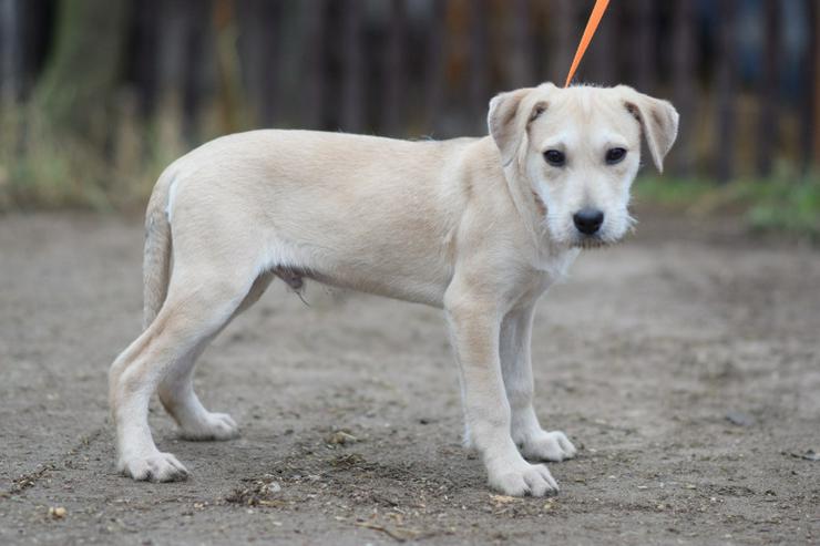 Bild 3: Lim ist freundlich mit Kindern und versteht sich gut mit anderen Hunden.
