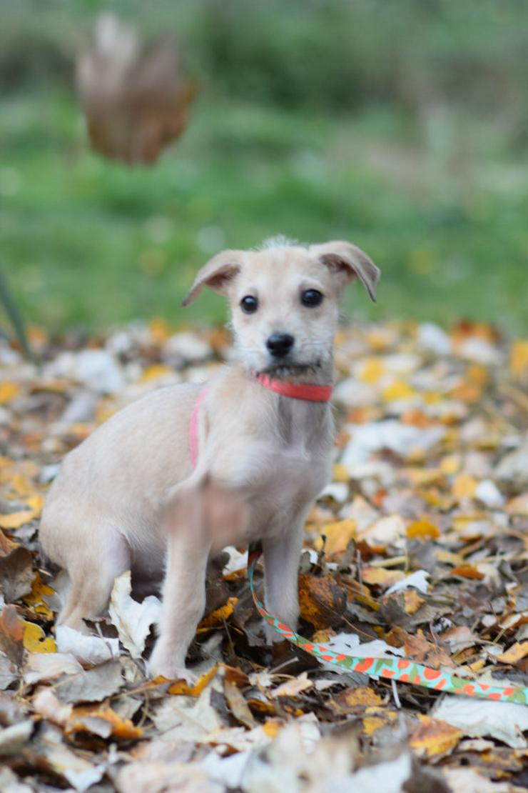 Bild 7: Lim ist freundlich mit Kindern und versteht sich gut mit anderen Hunden.