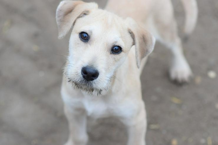 Lim ist freundlich mit Kindern und versteht sich gut mit anderen Hunden.