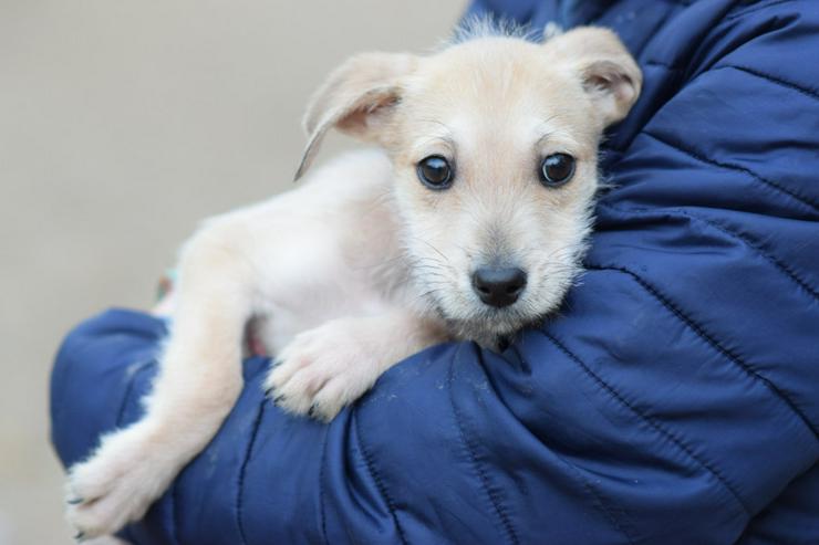 Bild 8: Lim ist freundlich mit Kindern und versteht sich gut mit anderen Hunden.