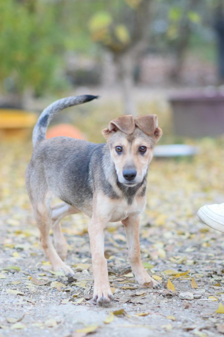 Bild 8: Jogobella ist eine charmante Junghündin.