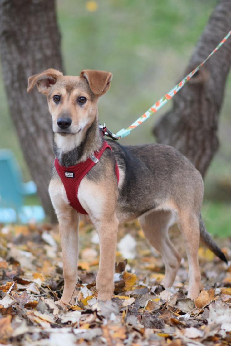 Bild 4: Jogobella ist eine charmante Junghündin.