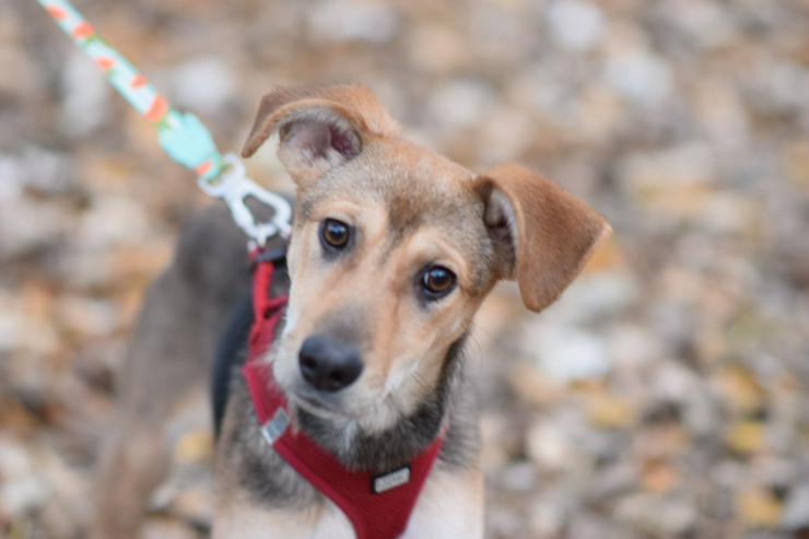 Bild 2: Jogobella ist eine charmante Junghündin.