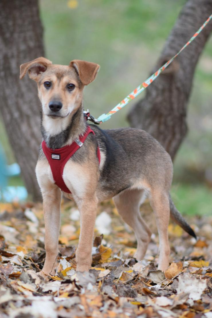 Bild 5: Jogobella ist eine charmante Junghündin.