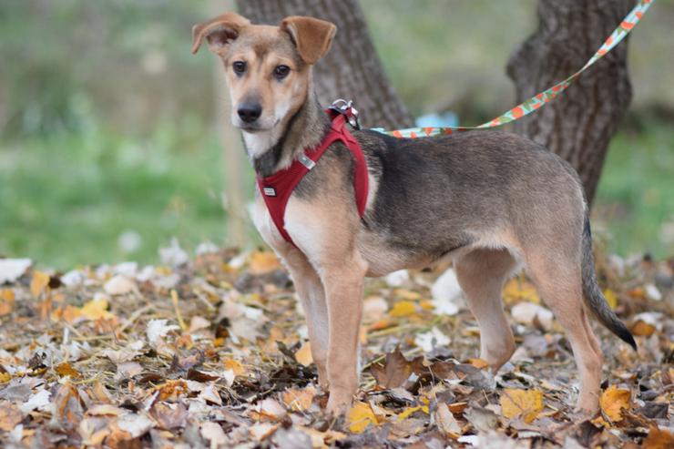 Bild 3: Jogobella ist eine charmante Junghündin.