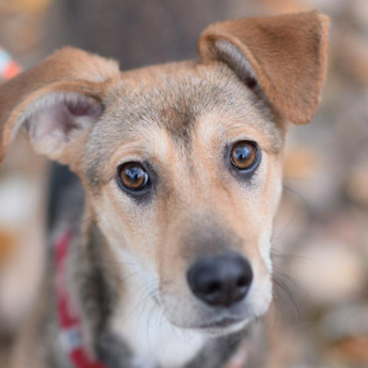 Bild 11: Jogobella ist eine charmante Junghündin.