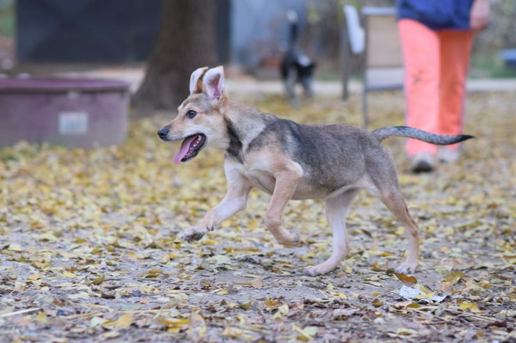 Bild 9: Jogobella ist eine charmante Junghündin.