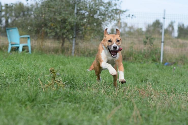 Bild 12: Caroline ist ein sehr nettes und freundliches Hundefräulein.