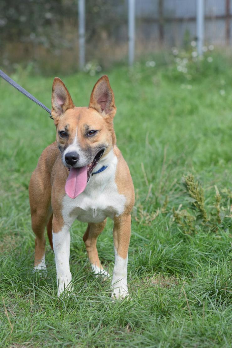Bild 6: Caroline ist ein sehr nettes und freundliches Hundefräulein.