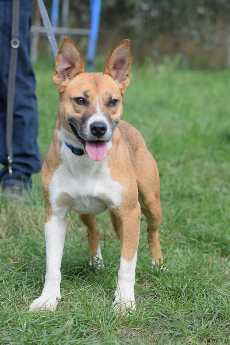 Caroline ist ein sehr nettes und freundliches Hundefräulein.