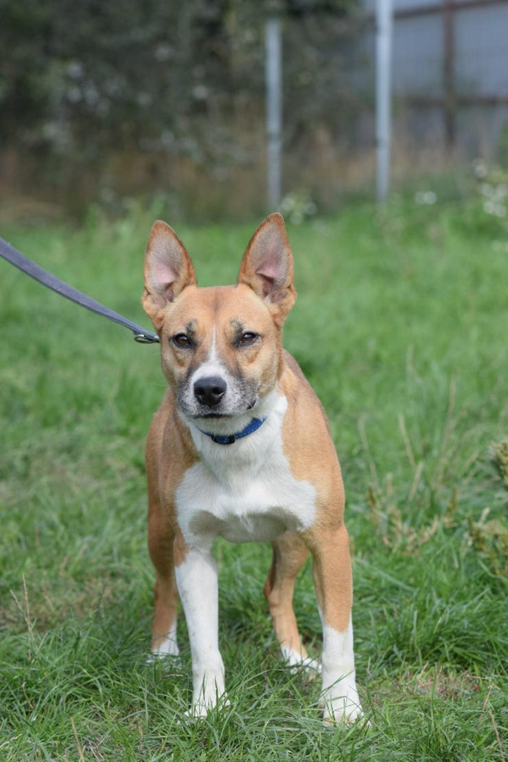 Bild 7: Caroline ist ein sehr nettes und freundliches Hundefräulein.