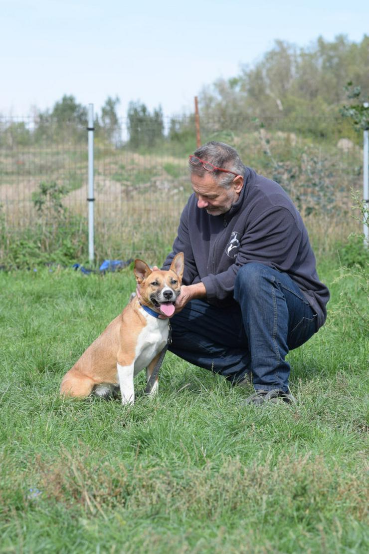 Bild 11: Caroline ist ein sehr nettes und freundliches Hundefräulein.