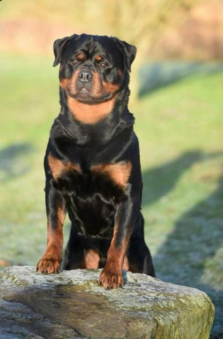 Bild 2: Rottweilerwelpen