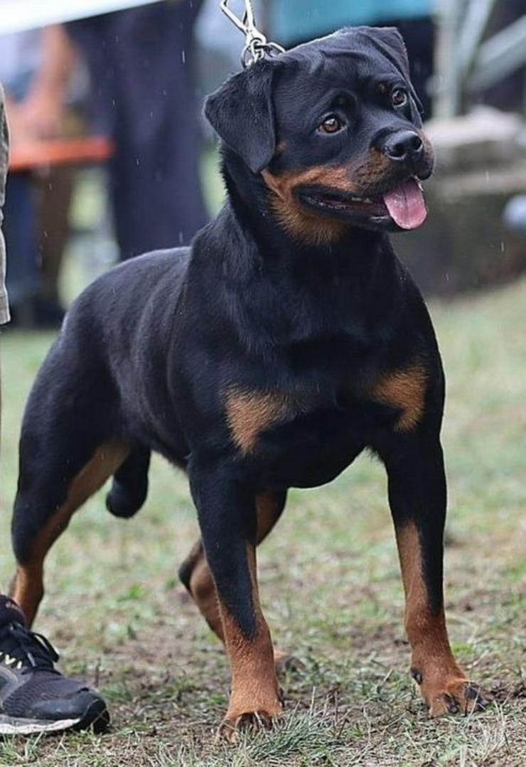 Bild 3: Rottweilerwelpen