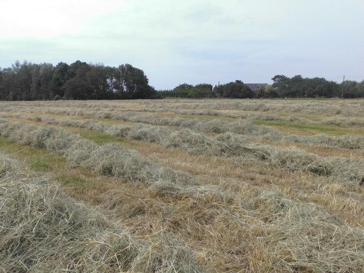 Rundballen Heu Bioheu Pferdeheu 