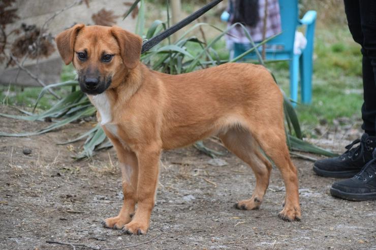 Bild 3: Scooter ist ein charmanter Rüde.