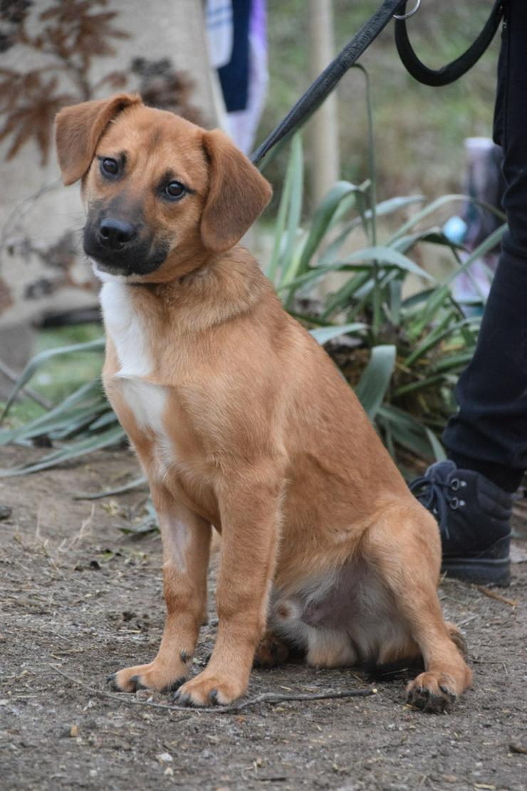 Bild 8: Scooter ist ein charmanter Rüde.