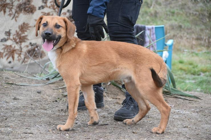 Bild 6: Scooter ist ein charmanter Rüde.