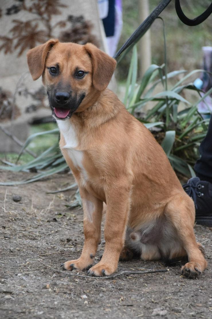 Bild 5: Scooter ist ein charmanter Rüde.