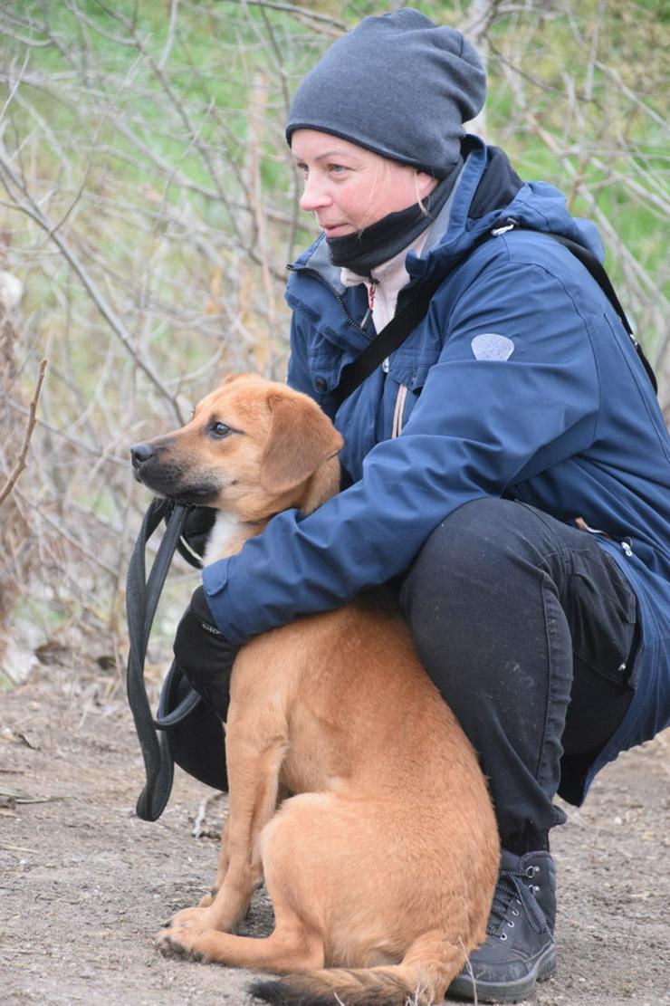 Bild 9: Scooter ist ein charmanter Rüde.