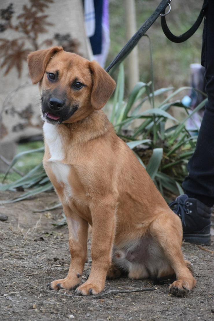 Bild 2: Scooter ist ein charmanter Rüde.