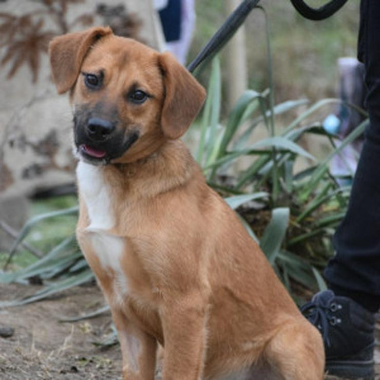 Bild 11: Scooter ist ein charmanter Rüde.