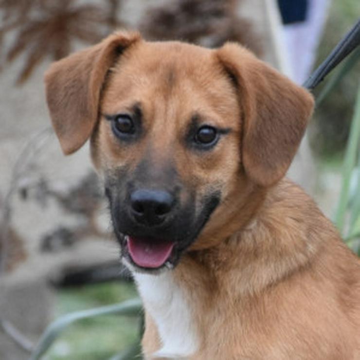 Bild 10: Scooter ist ein charmanter Rüde.