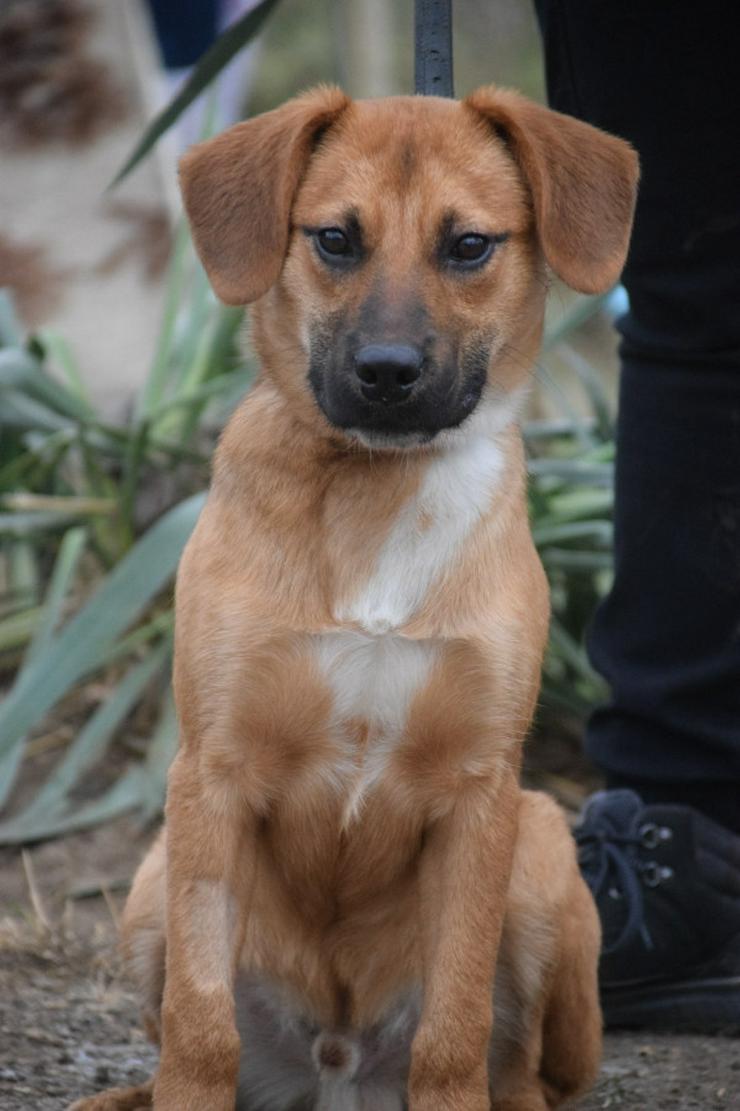 Bild 7: Scooter ist ein charmanter Rüde.