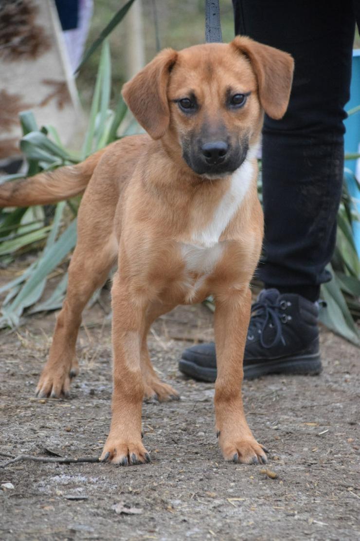 Scooter ist ein charmanter Rüde.