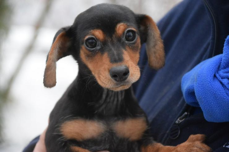 Naomi ist ein kleine Hündin, die ein liebevolles neues Zuhause sucht. 