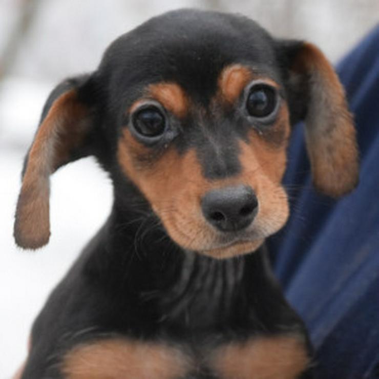 Bild 9: Naomi ist ein kleine Hündin, die ein liebevolles neues Zuhause sucht. 