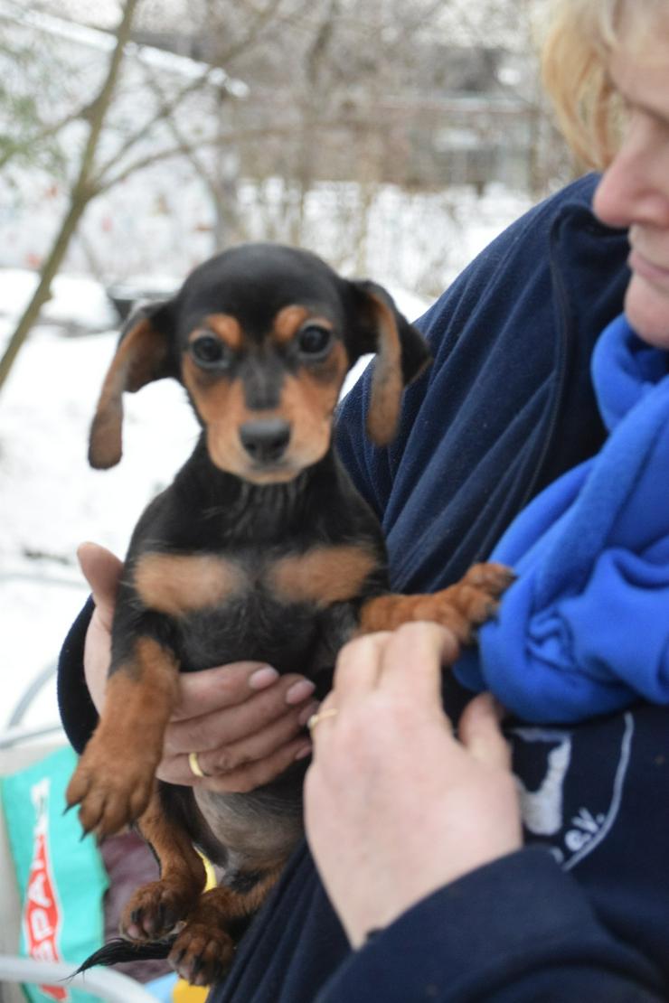 Bild 4: Naomi ist ein kleine Hündin, die ein liebevolles neues Zuhause sucht. 
