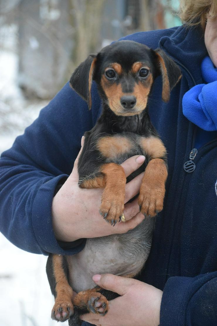Bild 3: Naomi ist ein kleine Hündin, die ein liebevolles neues Zuhause sucht. 