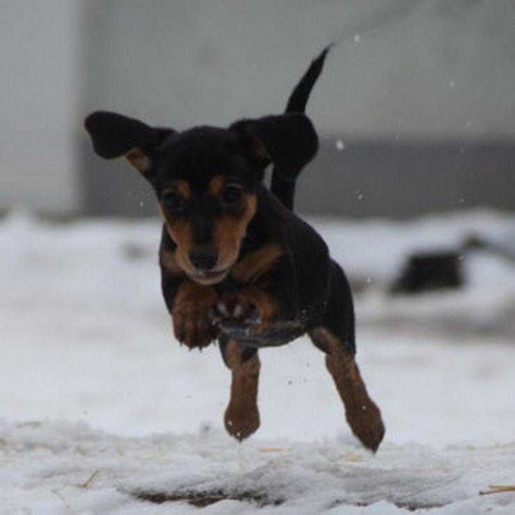 Bild 10: Naomi ist ein kleine Hündin, die ein liebevolles neues Zuhause sucht. 