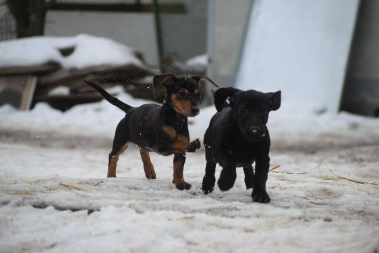 Bild 5: Naomi ist ein kleine Hündin, die ein liebevolles neues Zuhause sucht. 