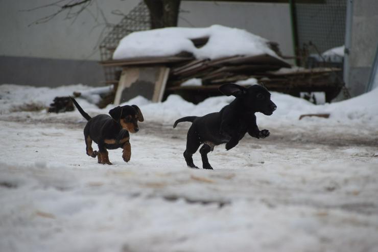 Bild 8: Naomi ist ein kleine Hündin, die ein liebevolles neues Zuhause sucht. 