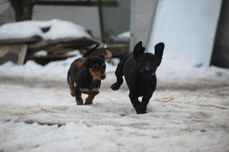 Bild 7: Naomi ist ein kleine Hündin, die ein liebevolles neues Zuhause sucht. 